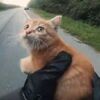 道路の真ん中に子猫が！気づいた2人の男性が救う動画が話題に