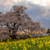 福島の桜2023 –– 郡山市，本宮市の桜を見てきました【紅枝垂地蔵桜，上石の不動桜，雪村桜，塩ノ崎の大桜】