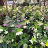 JR西宮｜六湛寺公園で春に咲く「レンテンローズ」