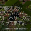 2083食目「姪浜駅周辺の野鳥のみなさん、ブルーベリーの実がなってますよ」二田哲博クリニック[福岡・姪浜]のベランダ