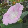 身体の部分を詠むー髪（7/13)