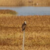 大阪南港野鳥園野鳥探鳥 2015/12/12 10:00-13:25