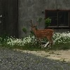 2018 北海道ツーリング❽ サロベツ