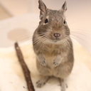 デグーの魅力に取りつかれて