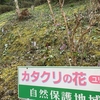 高梁市備中町平松カタクリ園で、カタクリや山野草満喫しました♪