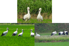 上越市で今年誕生したコウノトリのひな11羽全て巣立つ　過去最多