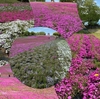 芝ざくらからネモフィラへ――北関東春景を訪ねて