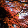 【旅行記】紅葉真っ盛り④　2019年11月22日(金)～24日(日)