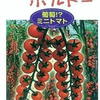 ルージュドボルドーとは？｜房ごと収穫できる育てやすいミニトマト【マウロの地中海トマト】