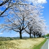 🌸桜が満開🌸