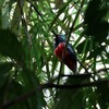 クビワキヌバネドリ(Collared Trogon)