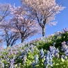 今年の初キャンプは月形町皆楽公園へ