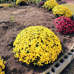 ジュリアンとざる菊