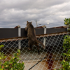 西彼諸島のねこさん