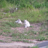 街中の動物・猫