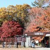  紅葉と黄葉と桜  森林公園