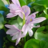 ホテイアオイが開花・・・。