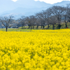 奈良県の撮影スポット。菜の花が見頃な藤原宮跡へ。その後は創業140年の吉野葛の老舗「飛鳥彩瑠璃の丘天極堂」で極上の葛うどんをいただく。