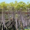 藤を見に行く（２）