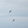 アフリカハゲコウ Marabou Stork