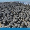 じじぃの「科学・地球_247_生態学大図鑑・生物圏（バイオスフィア）」