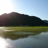 あんこのつぶやき⚫水ようかん