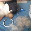 絶賛換毛中