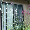 アサガオのグリーカーテンを片付ける