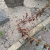 フジバカマ、枯れてしまったものと花咲いたもの。