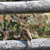 モズ、飛鳥川にて…