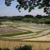 フォト・ライブラリー(269)棚田の田植え〜琵琶湖畔・仰木地区にて