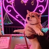 バレンタインデー・・・告白