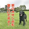 ココ姉ちゃんの血液検査の結果が。。。