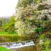 実家の近所の桜