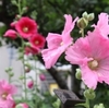 入院後半の付き添いの日々　／ がんの治療をやめたいだけなのに～妻の目線