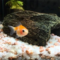 ピンポンパールを飼う前に読んで欲しい水槽の立ち上げ方 Tokyo Simple Life