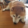 ちくわのシャンプーと昼飲み。