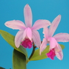  Cattleya intermedia x sib.   ( aquinii coerulea 'Passaro Azul' x aquinii vinicolor `Mico' )  