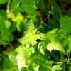 手稲山山麓の花２