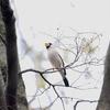 イカル・ジョウビタキ・ツバメ・オオタカ・カワセミ(大阪城野鳥探鳥20230325 9:25-14:15)