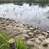 今週の釣果報告🎣栃木県河内郡某池