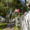 The path to the beach