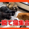 ○○をすると、寝ている猫が一瞬で起きて集まります。Sleeping cats get up and gather in an instant.