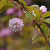 火打谷菊桜