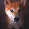 飼い犬に手を噛まれた女王