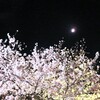 #飛鳥山、夜桜満開