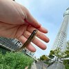 寄稿：スカイツリーのお膝元でハゼを釣って食べたい 