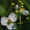 8月11日誕生日の花と花言葉