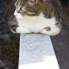 睡眠時無呼吸症候群の疑いあり？