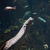 プロトプテルス・エチオピクス Protopterus aethiopicus